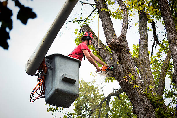 Best Tree Root Removal  in Ohatchee, AL